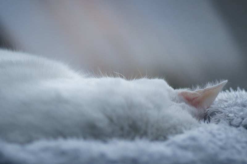 oreille de chat aux poils doux