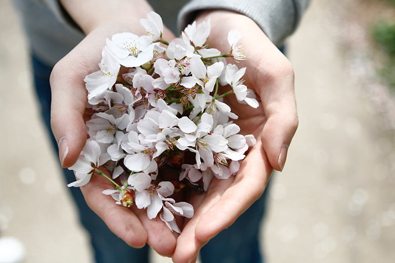 fleurs offertes dans les mains